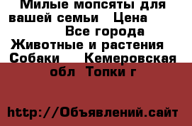 Милые мопсяты для вашей семьи › Цена ­ 20 000 - Все города Животные и растения » Собаки   . Кемеровская обл.,Топки г.